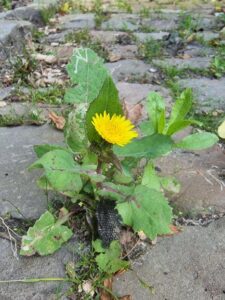 paardenbloem - moestuin onkruid