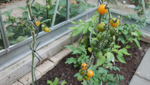 Tomaten in de kas