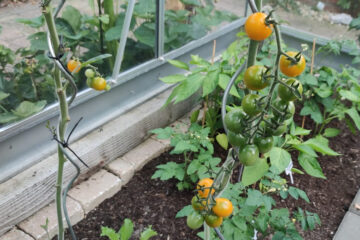 Tomaten in de kas