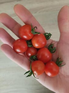 Cerise tomaten van Sander