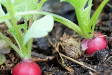 Radijsjes in moestuin