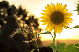 Zonnebloemen