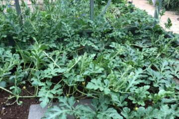 Meloen in een biologische moestuin