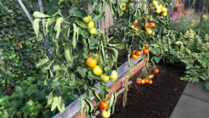 Moneymaker tomaten