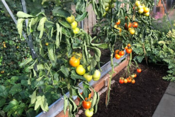 Moneymaker tomaten