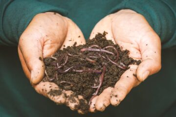 Regenwormen als nuttige dieren in uw moestuin